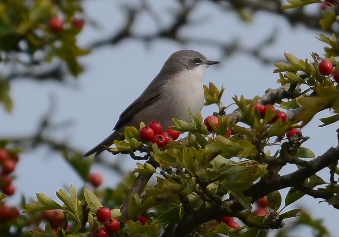 Lesser Whitethroat