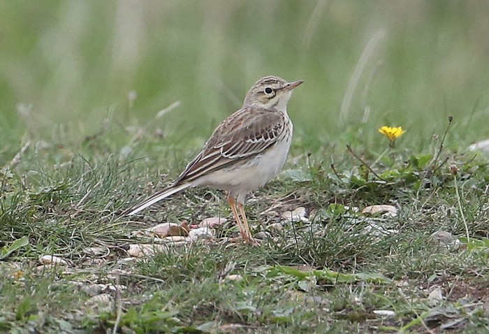 Tawny Pipit