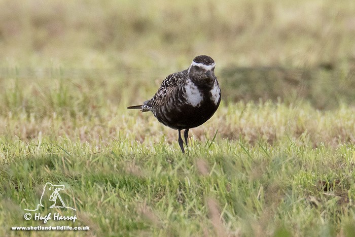 American Golden Plover