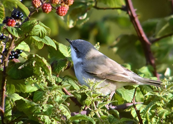 Lesser Whitethroat
