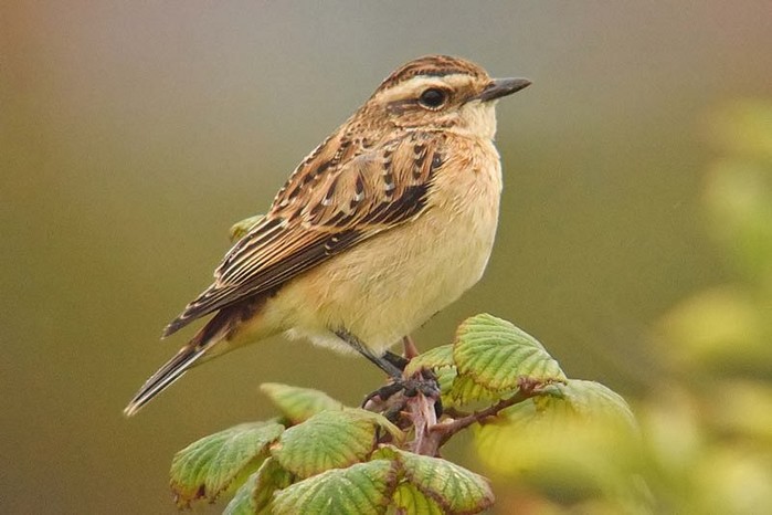 Whinchat
