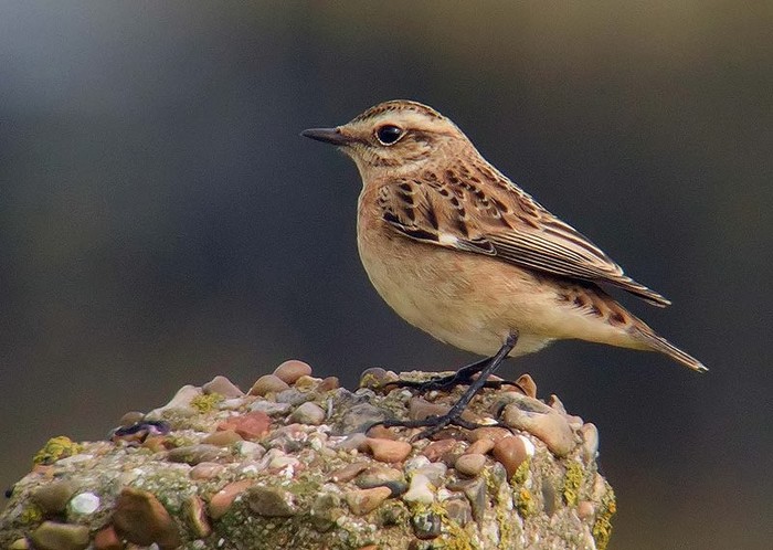 Whinchat