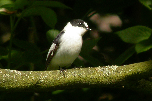 Collared Flycatcher