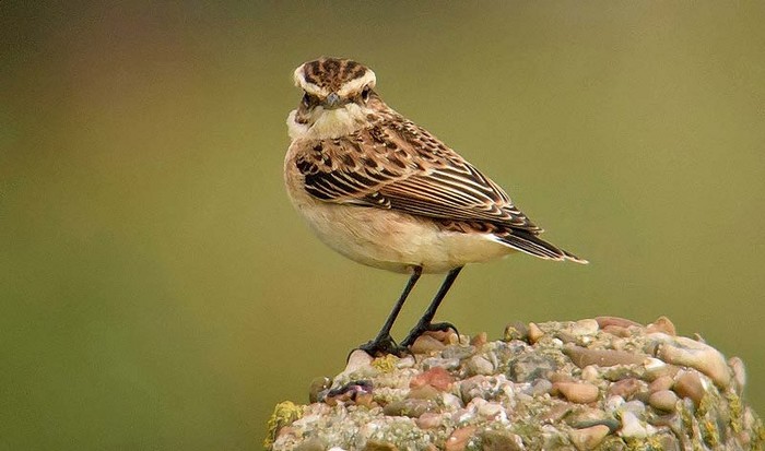 Whinchat