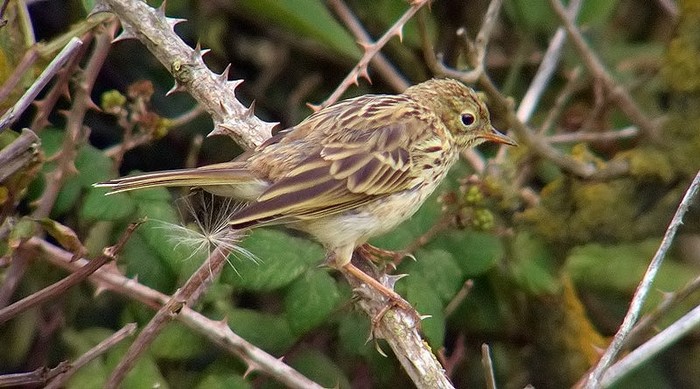 Meadow Pipit