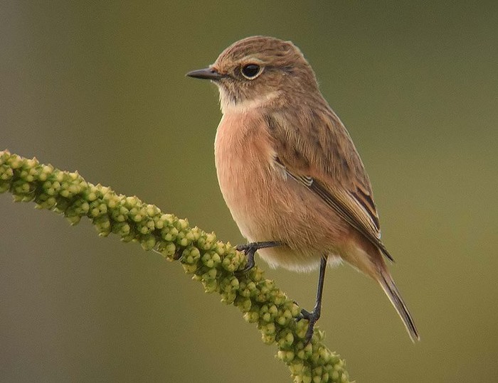Stonechat