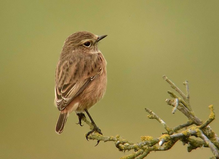 Stonechat