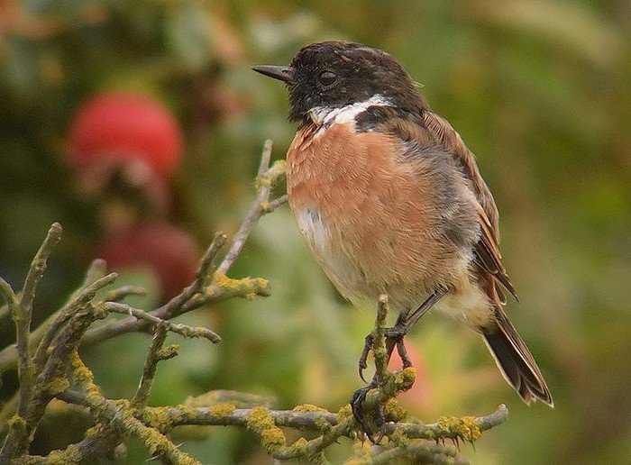 Stonechat