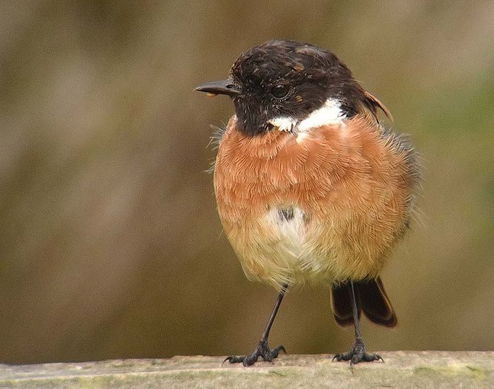 Stonechat