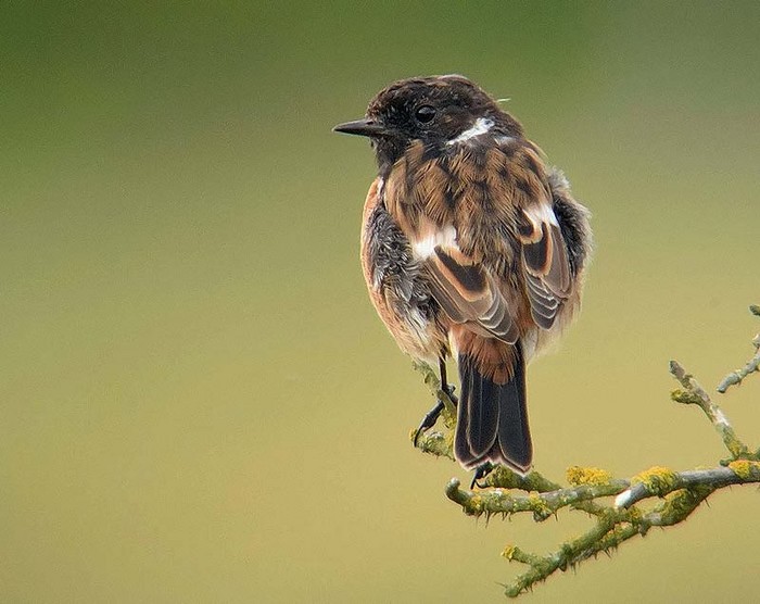 Stonechat