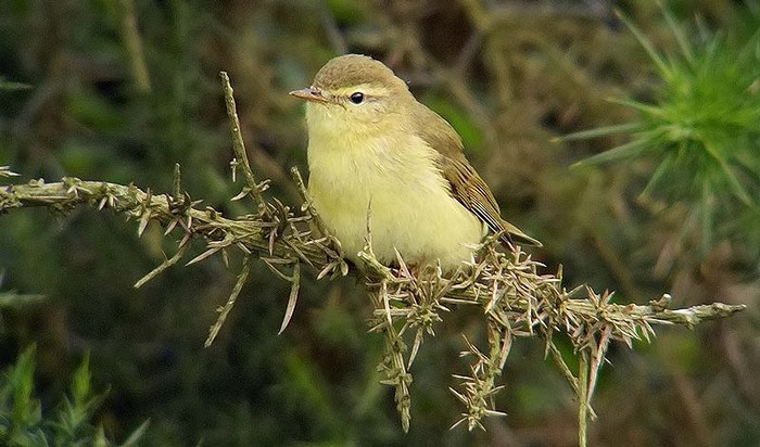 Willow Warbler