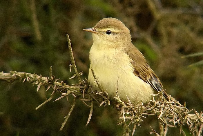 Willow Warbler