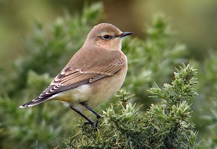 Wheatear
