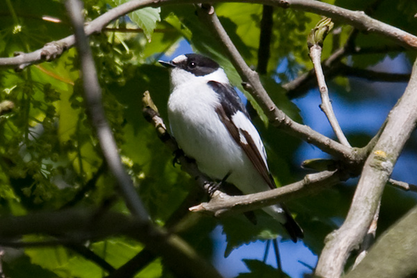 Collared Flycatcher