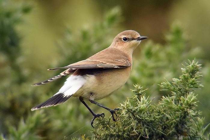 Wheatear