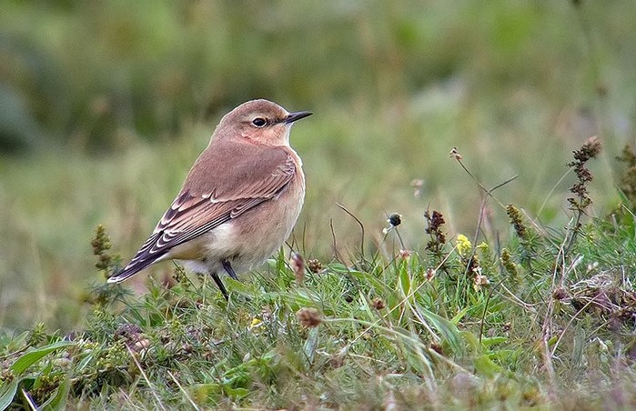 Wheatear