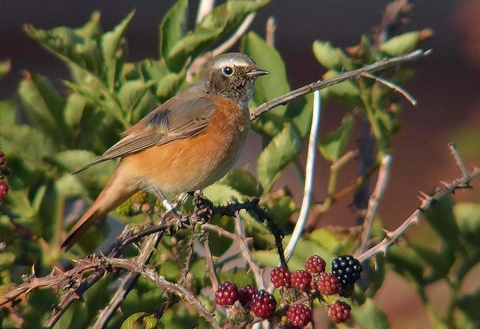 Redstart