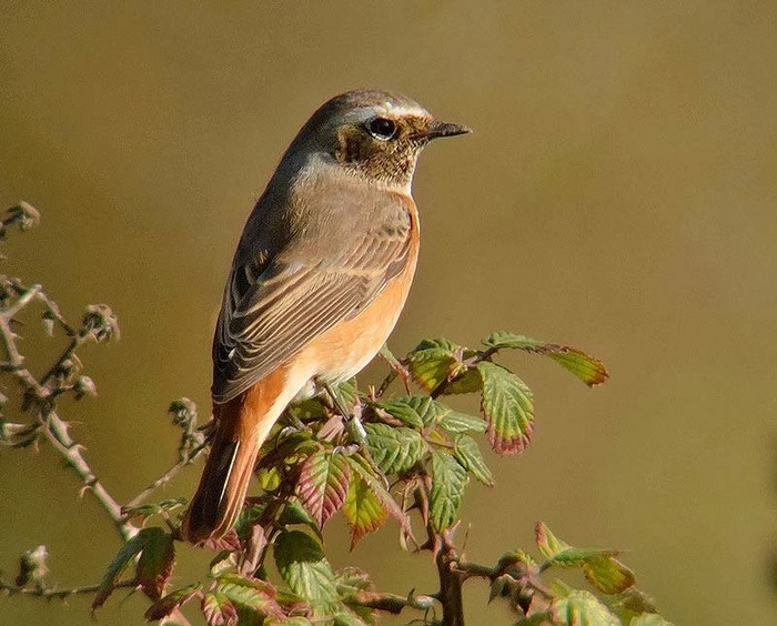 Redstart