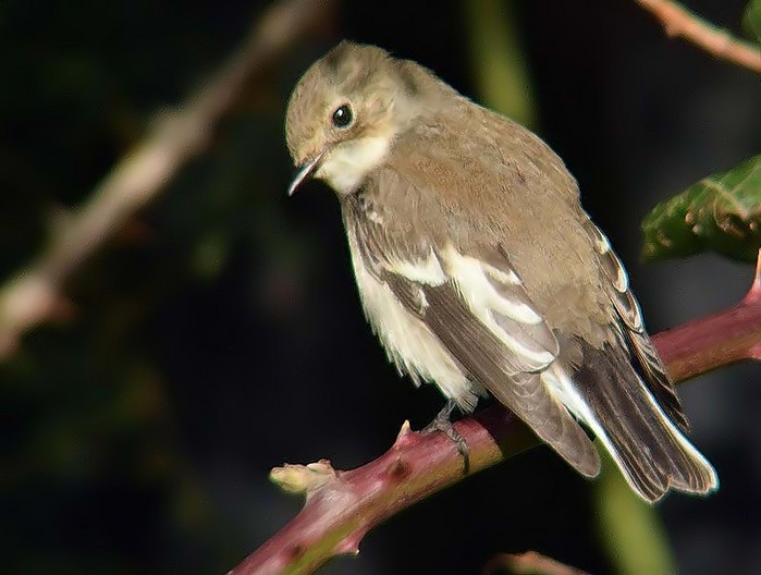Pied Flycatcher