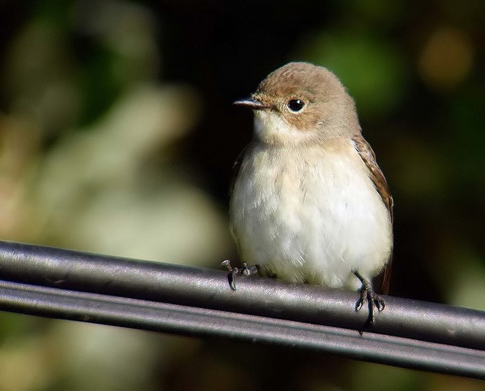 Pied Flycatcher