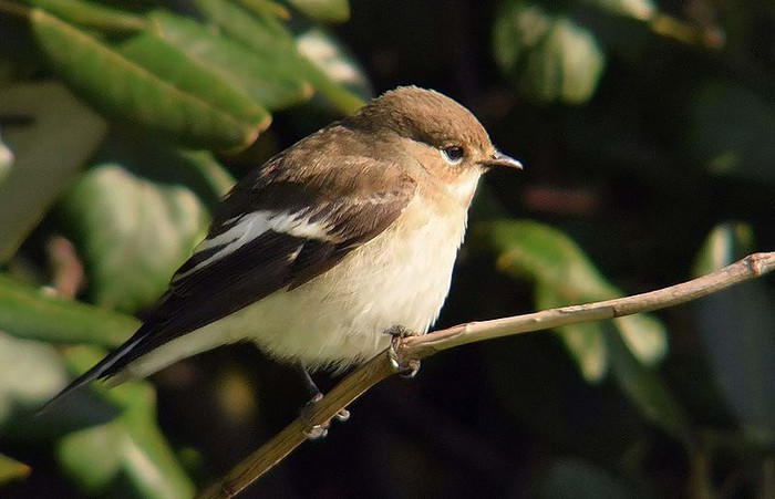 Pied Flycatcher