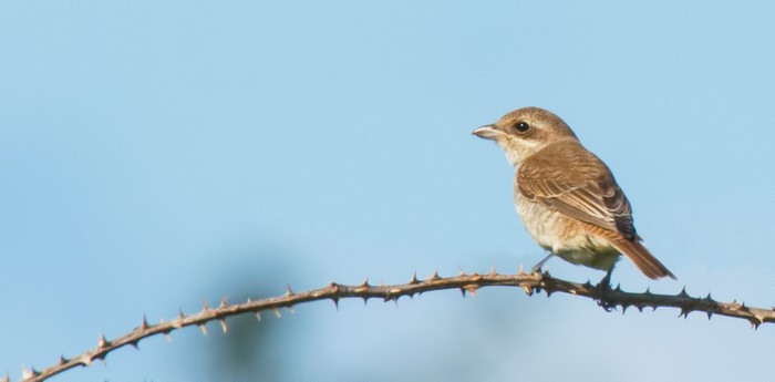 Red-backed Shrike