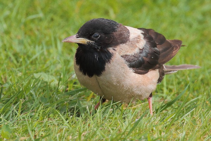 Rose-coloured Starling