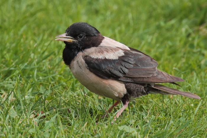 Rose-coloured Starling