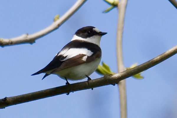 Collared Flycatcher
