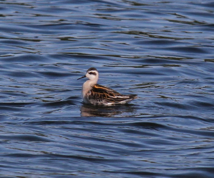 Red-necked Phalarope