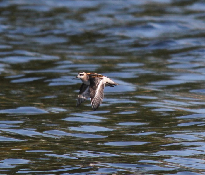Red-necked Phalarope