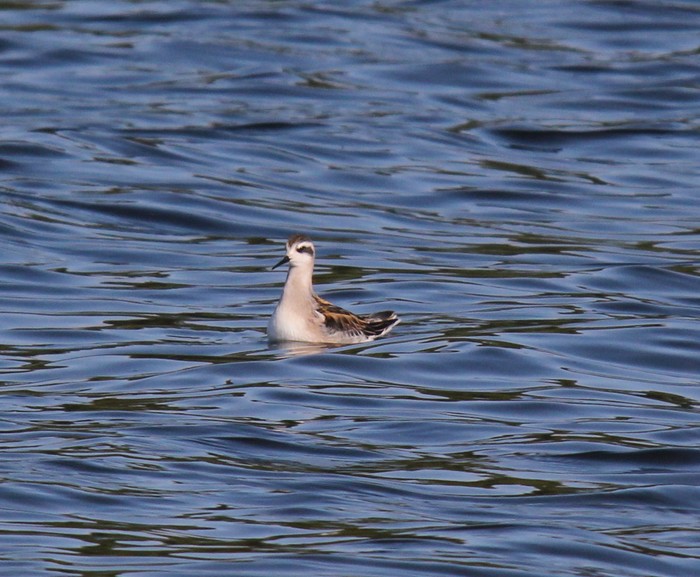 Red-necked Phalarope