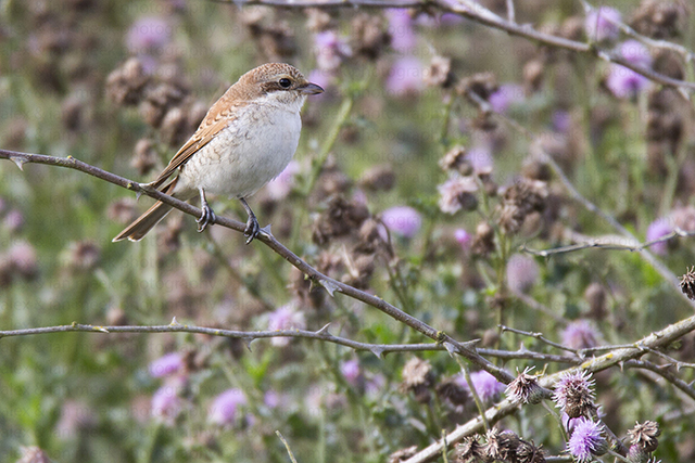 Red-backed Shrike