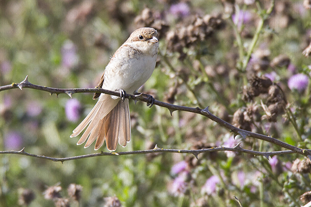 Red-backed Shrike