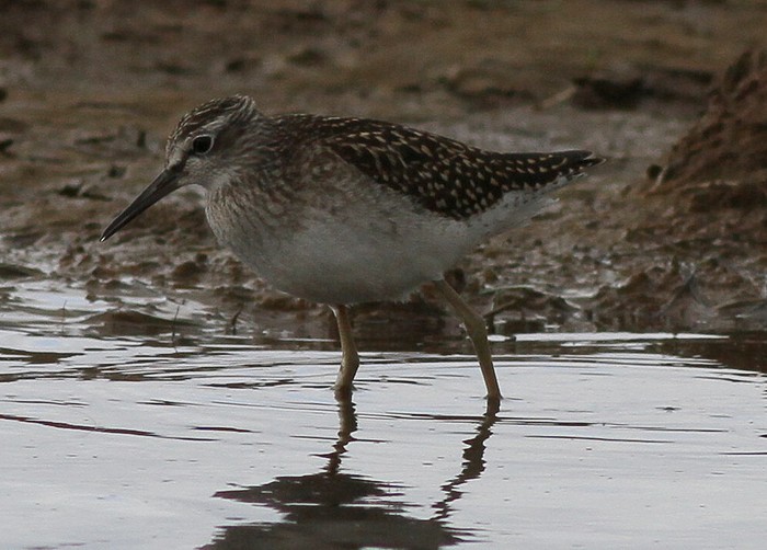 Wood Sandpiper