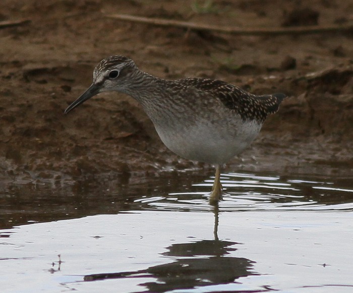 Wood Sandpiper