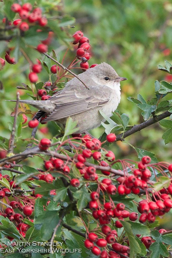 Barred Warbler