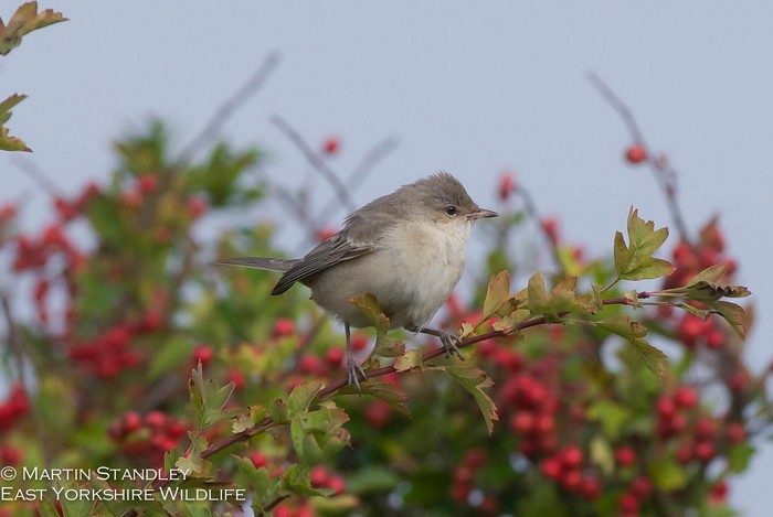 Barred Warbler