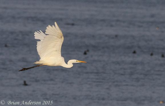 Great White Egret