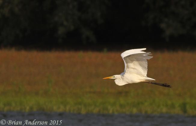 Great White Egret