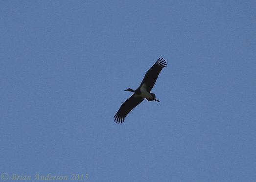 Black Stork