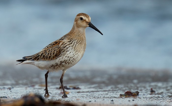 Dunlin