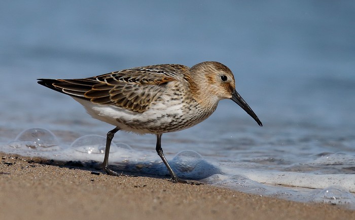 Dunlin
