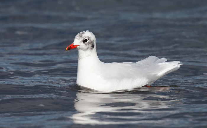 Mediterranean Gull