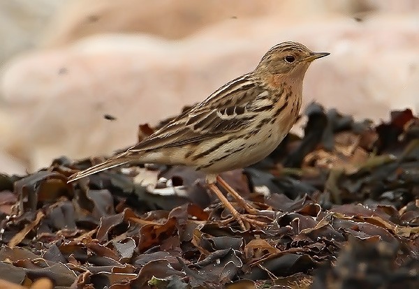Red-throated Pipit