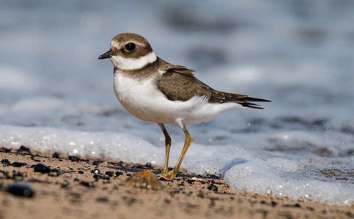 Ringed Plover