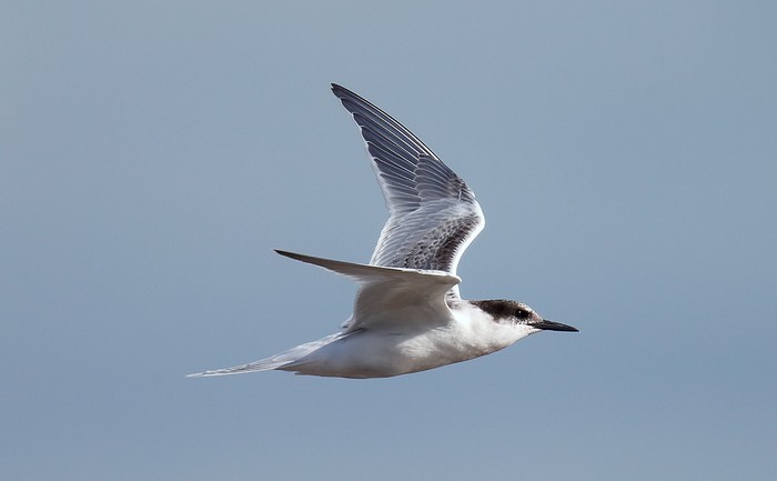 Roseate Tern