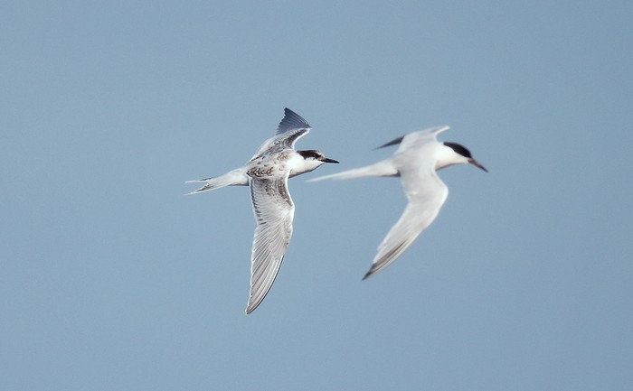 Roseate Tern