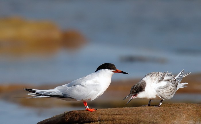 Roseate Tern