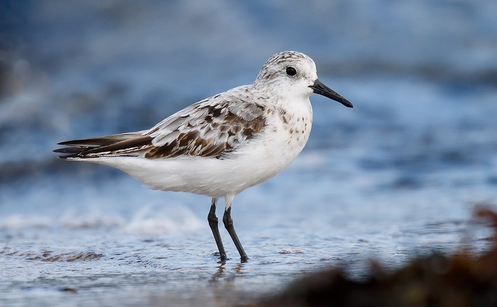 Sanderling
